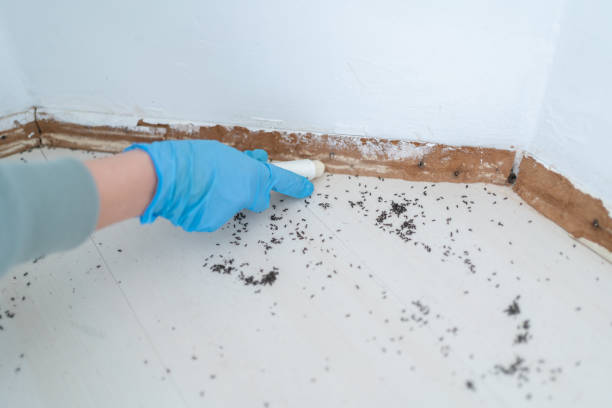 Wasp Removal Services in West Plains, MO